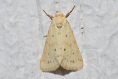 Helicoverpa zea