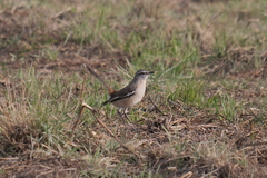 Mimus triurus