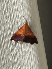 Pyrausta bicoloralis