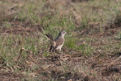 Mimus triurus