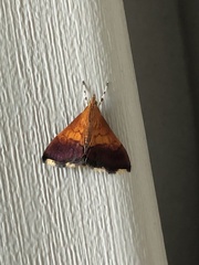 Pyrausta bicoloralis
