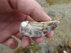 Ostreidae