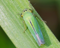 Cicadella viridis