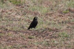 Hymenops perspicillatus