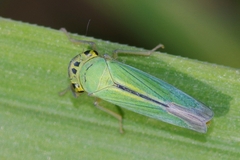 Cicadella viridis