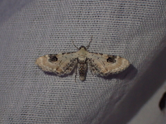 Eupithecia centaureata