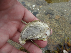 Ostreidae