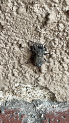 Phloeodes diabolicus