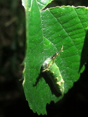 Hestina assimilis