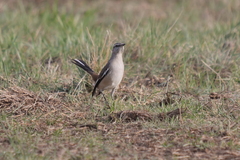 Mimus triurus
