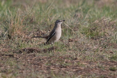 Mimus triurus