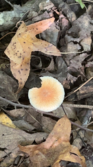 Lepiota rubrotinctoides