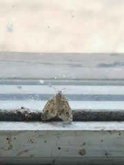 Choristoneura fumiferana