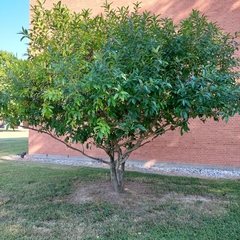 Chionanthus virginicus