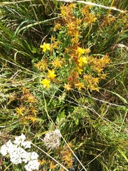 Hypericum perforatum