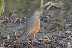 Turdus rufiventris