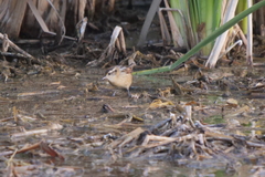 Phleocryptes melanops