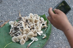 Termitomyces fuliginosus