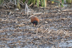 Jacana jacana