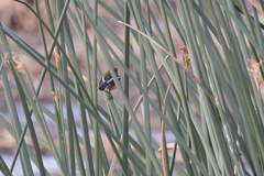 Tachuris rubrigastra