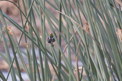 Tachuris rubrigastra