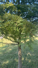 Taxodium