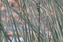 Tachuris rubrigastra