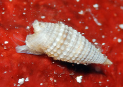 Monophorus lucidulus