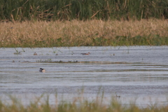 Callonetta leucophrys