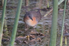 Laterallus melanophaius