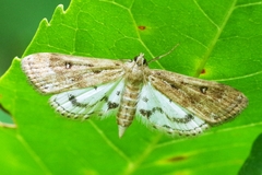 Parapoynx stratiotata