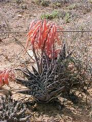 Gonialoe variegata