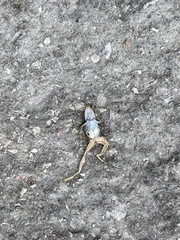 Lithobates clamitans