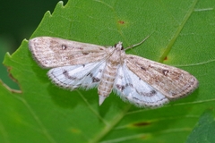 Parapoynx stratiotata