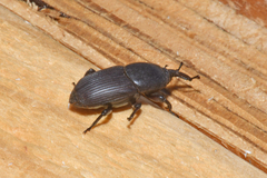 Scyphophorus acupunctatus