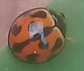 Coelophora inaequalis