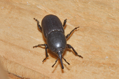 Scyphophorus acupunctatus