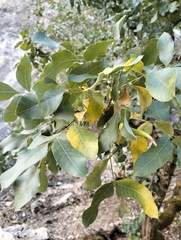 Pistacia terebinthus