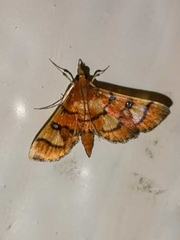 Orphanostigma