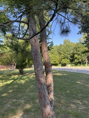 Pinus resinosa