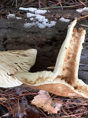Russula compacta