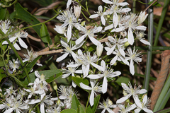 Clematis chinensis tatushanensis