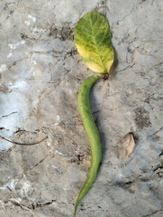 Pistacia terebinthus