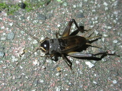 Teleogryllus emma