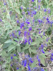Salvia