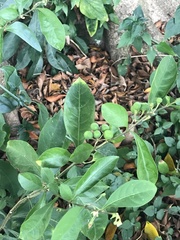Solanum diphyllum