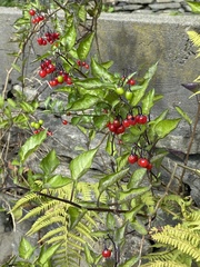 Solanum dulcamara