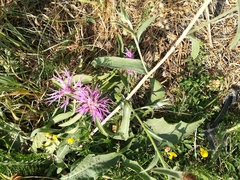 Centaurea jacea