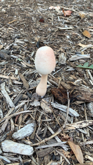 Leucoagaricus americanus