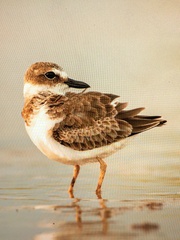 Charadrius wilsonia